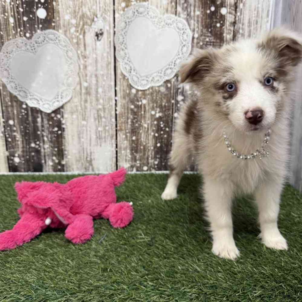 Female Miniature Australian Shepherd Puppy for Sale in Saugus, MA