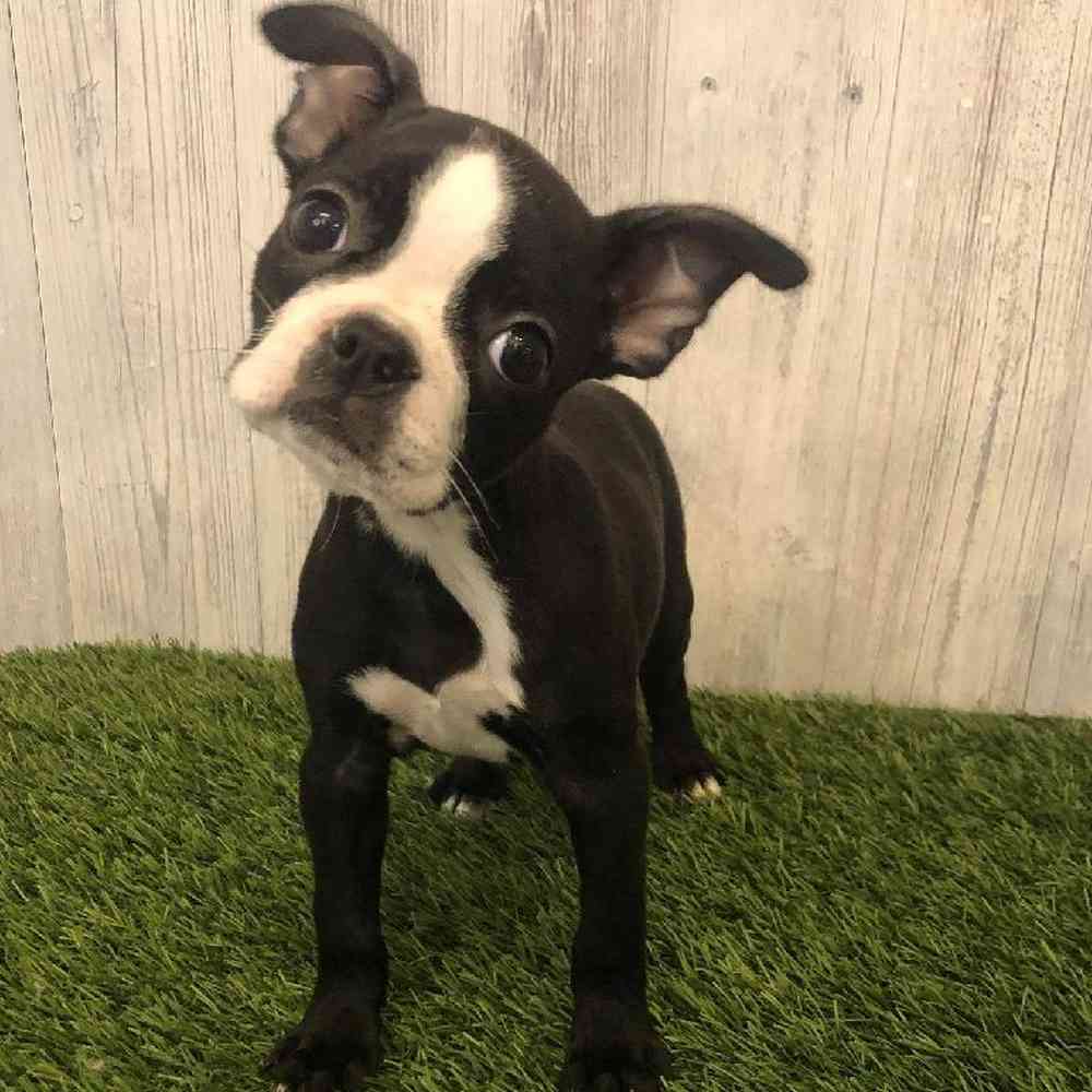Female Boston Terrier Puppy for sale