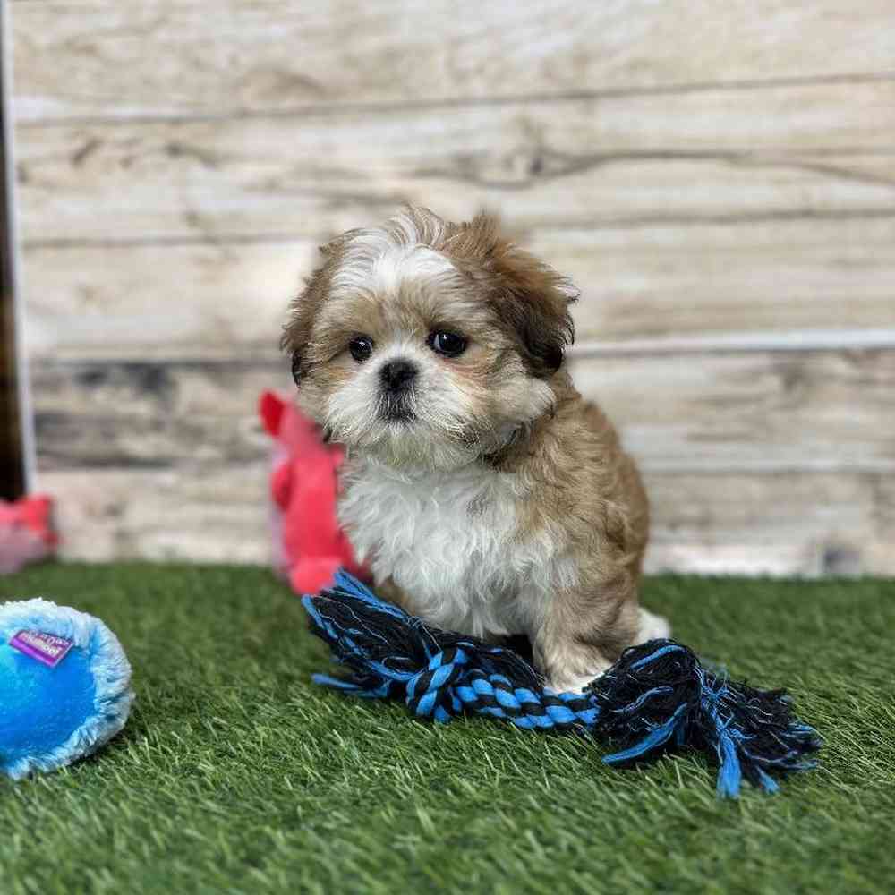 Male Shih Tzu Puppy for Sale in Saugus, MA