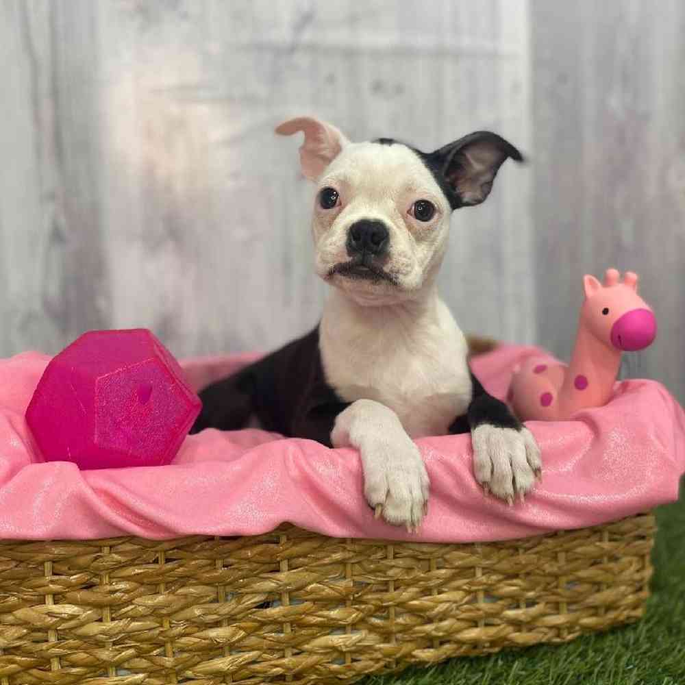 Female Boston Terrier Puppy for Sale in Saugus, MA