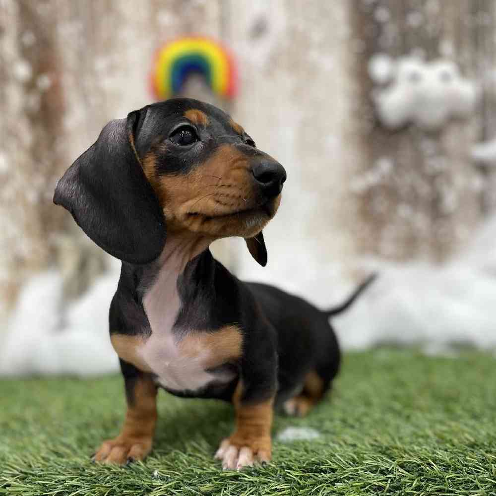 Female Dachshund Puppy for Sale in Braintree, MA