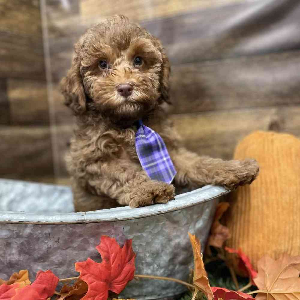 Male Cockapoo 2nd Gen Puppy for Sale in Braintree, MA