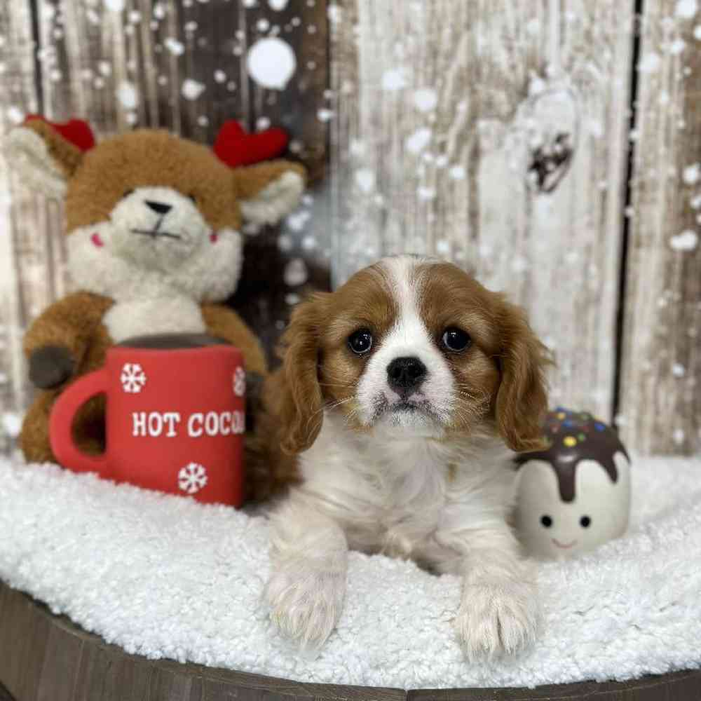 Male Cavalier King Charles Spaniel Puppy for Sale in Saugus, MA