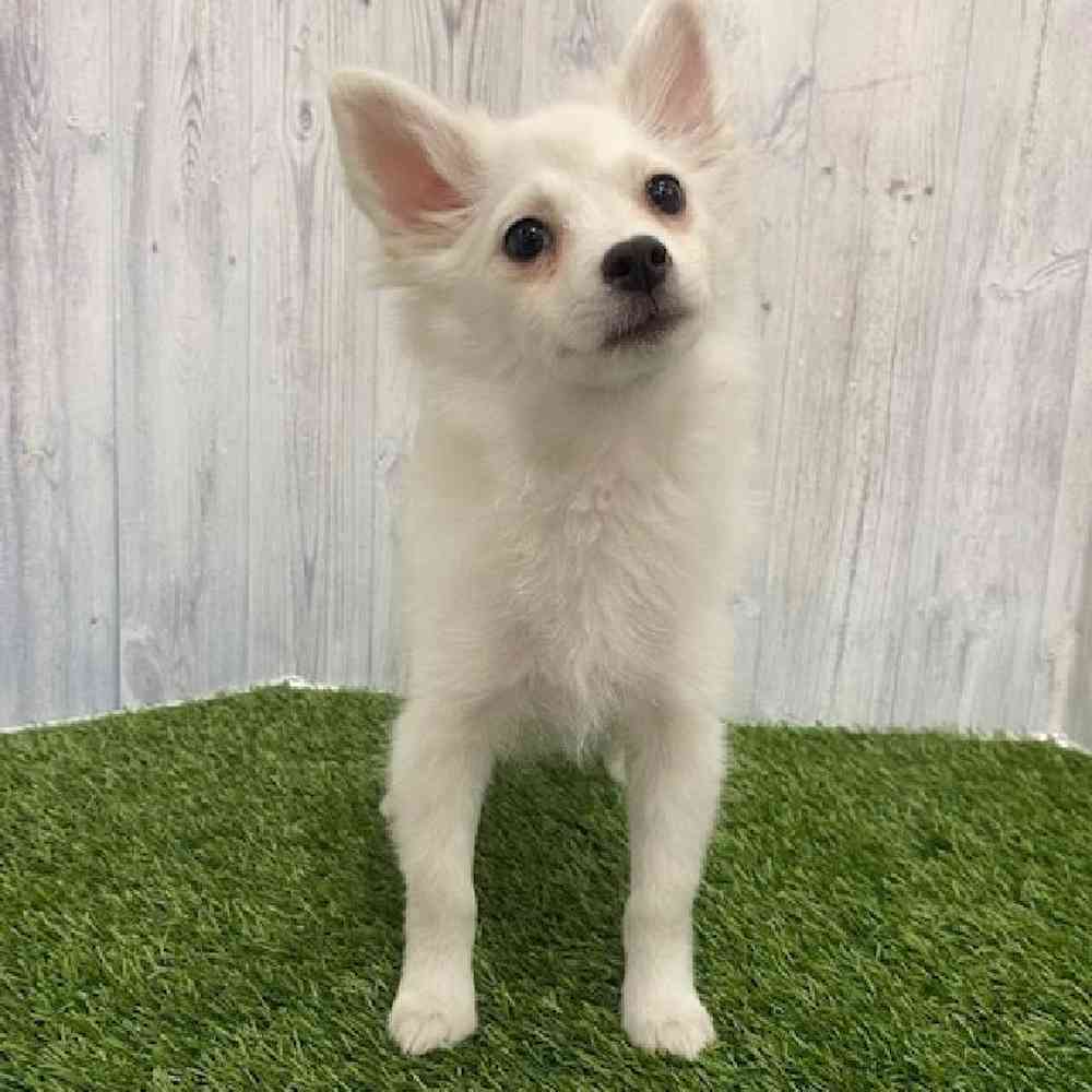 Female Pomimo Puppy for Sale in Braintree, MA