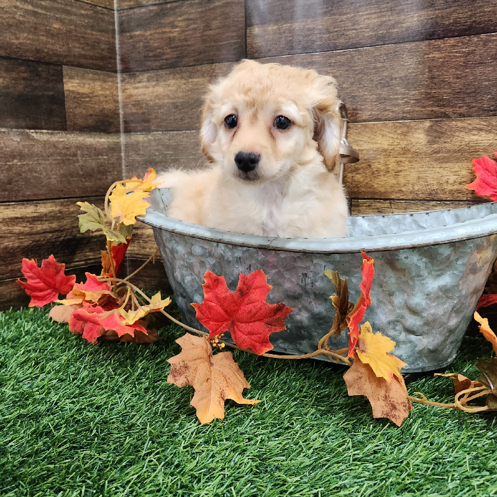 Female Cockapoo 2nd Gen Puppy for Sale in Braintree, MA