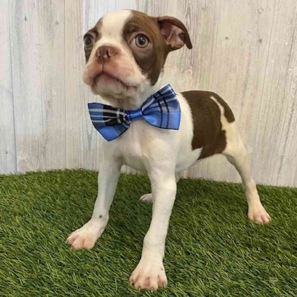 Male Boston Terrier Puppy for sale
