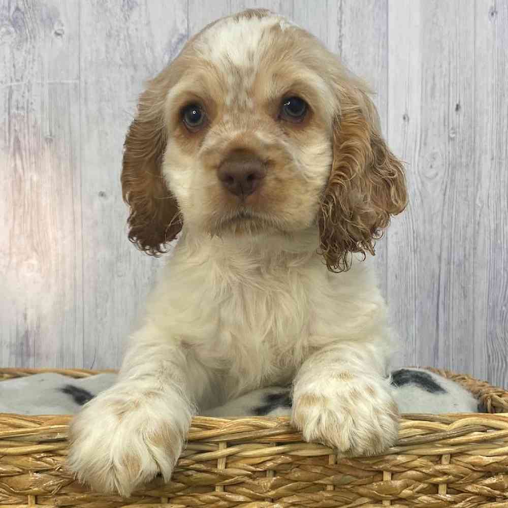 Female Cocker Spaniel Puppy for Sale in Saugus, MA