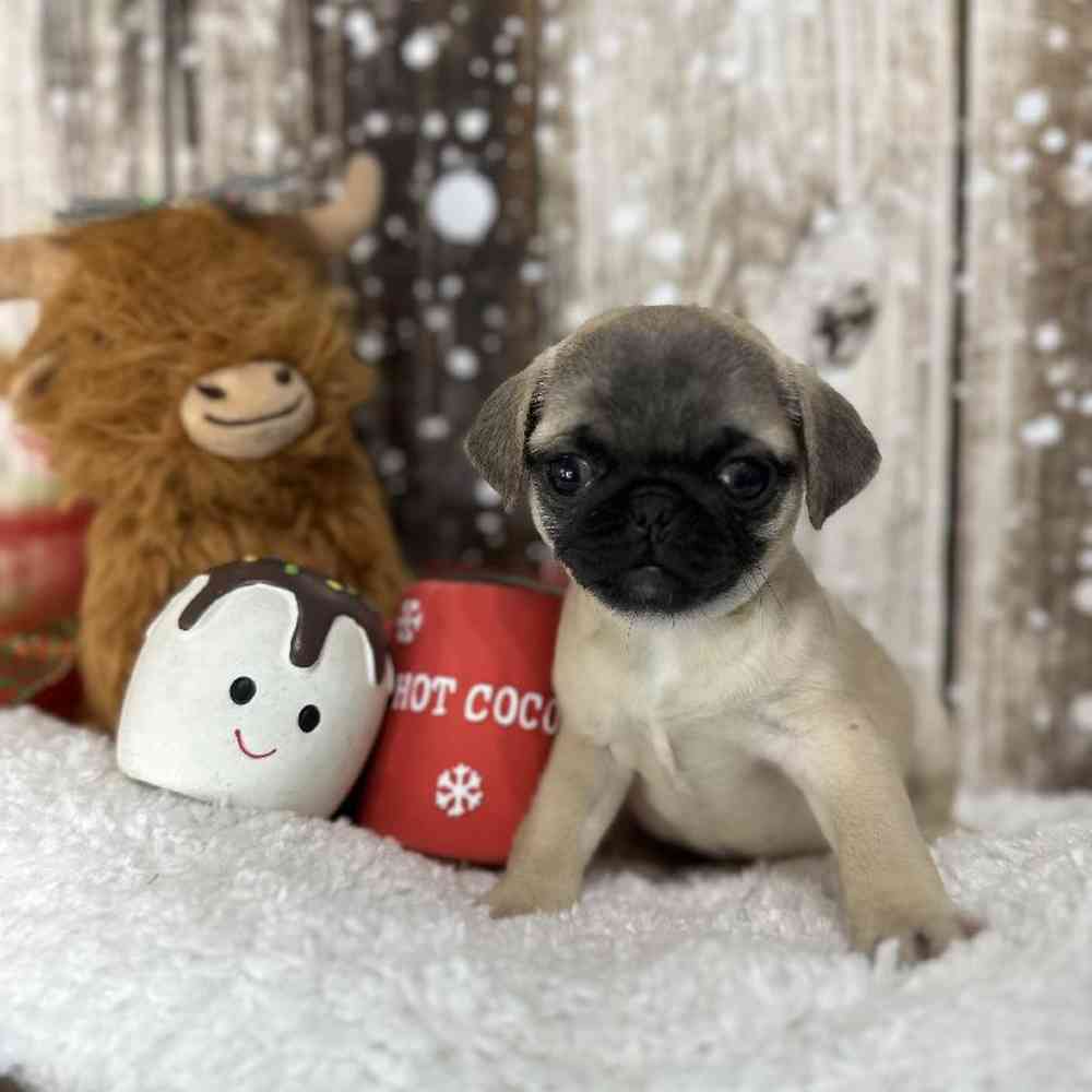 Female Pug Puppy for Sale in Saugus, MA