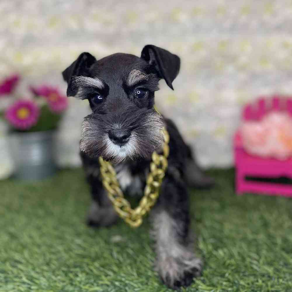 Male Miniature Schnauzer Puppy for Sale in Braintree, MA