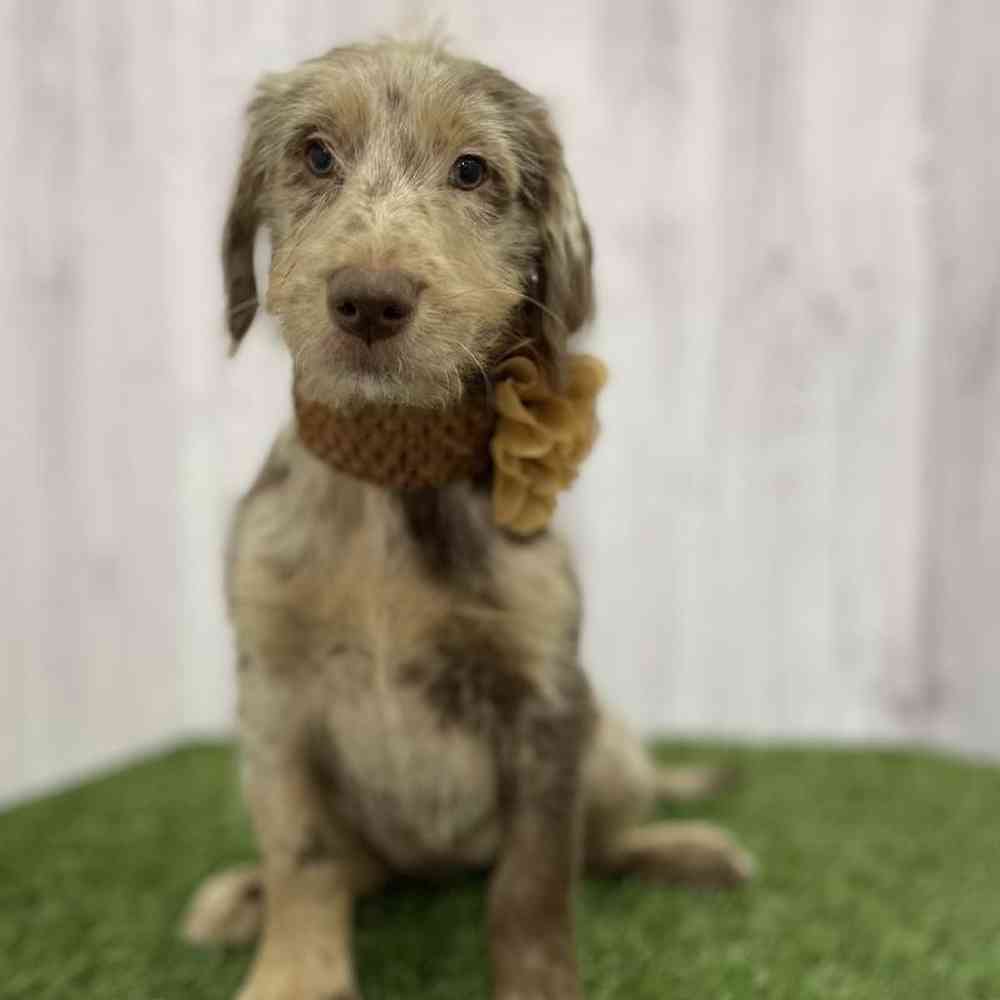 Female Labradoodle Puppy for Sale in Braintree, MA