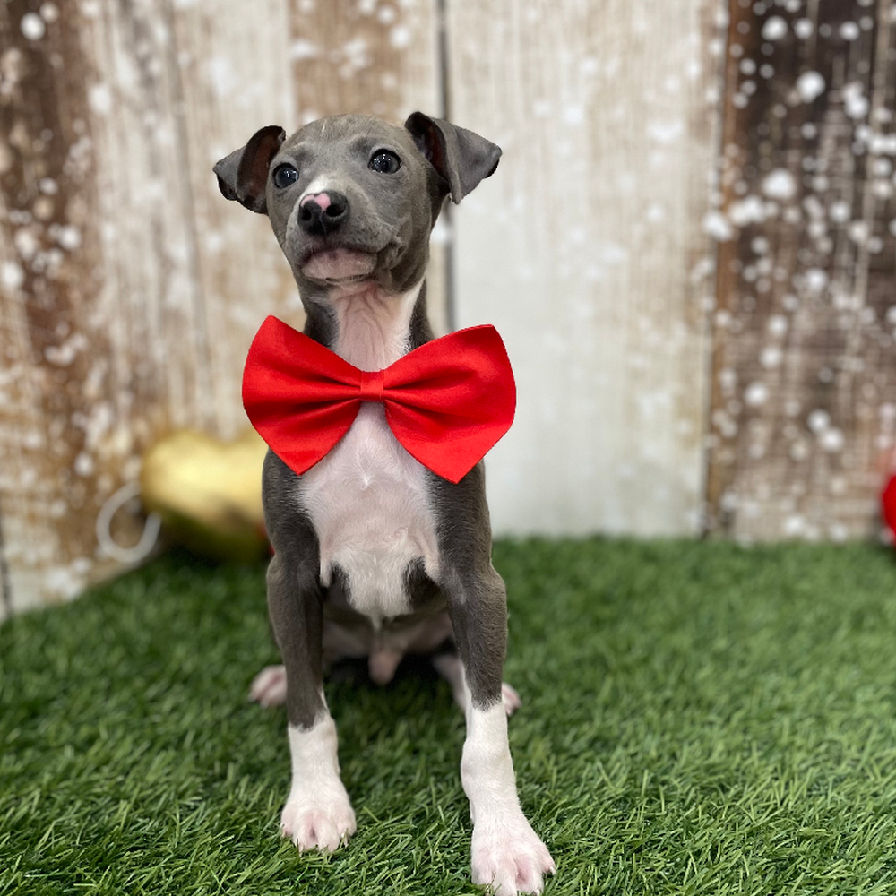 Male Italian Greyhound Puppy for Sale in Braintree, MA