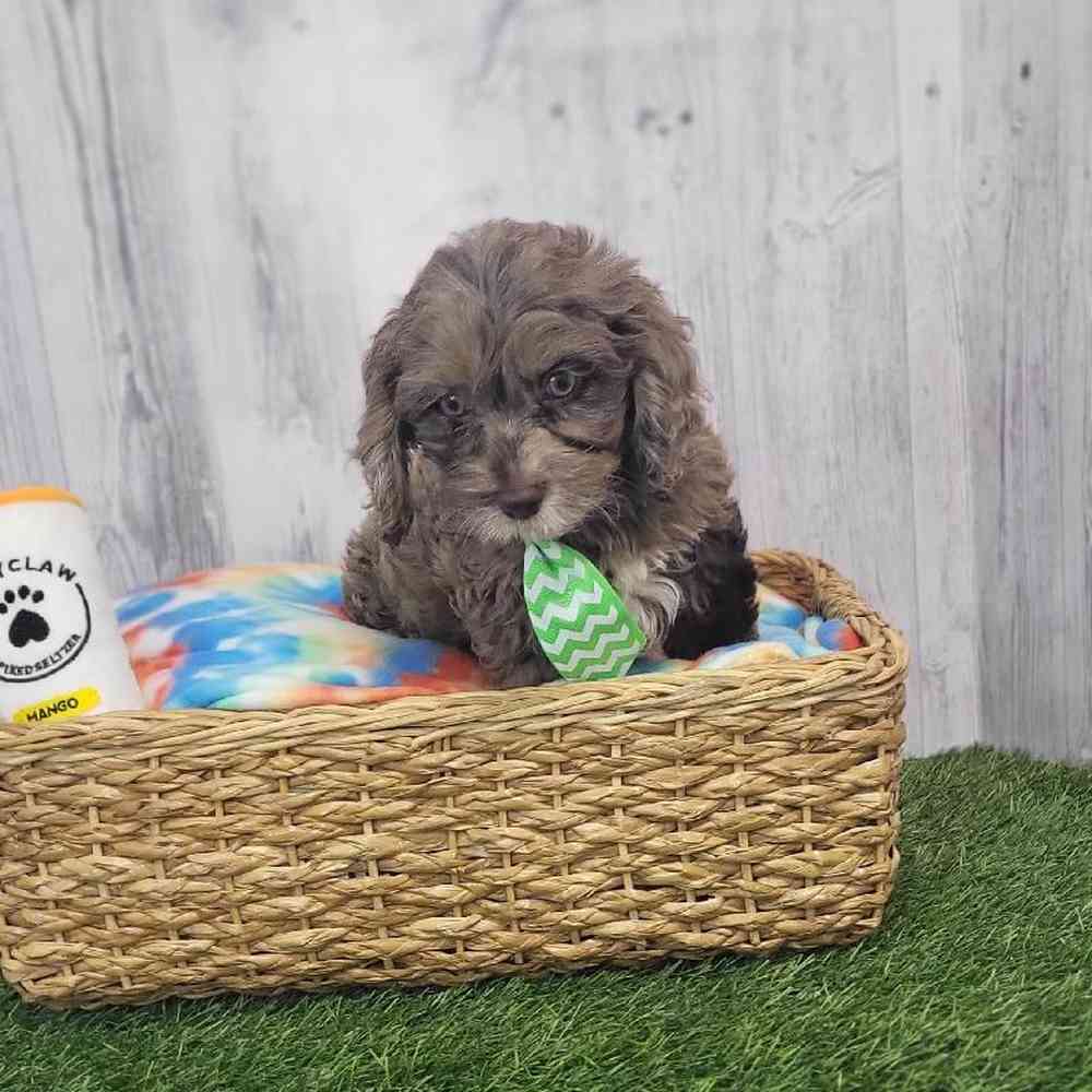 Male Cockapoo Puppy for Sale in Saugus, MA