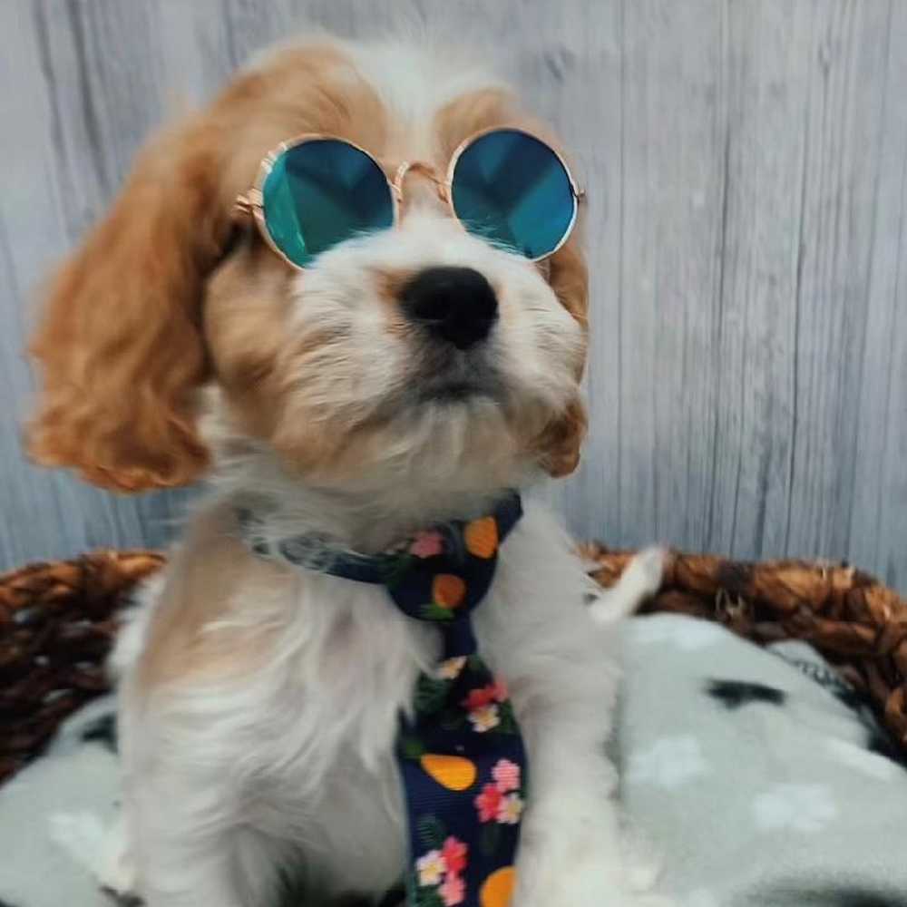 Male Cavachon Puppy for Sale in Saugus, MA