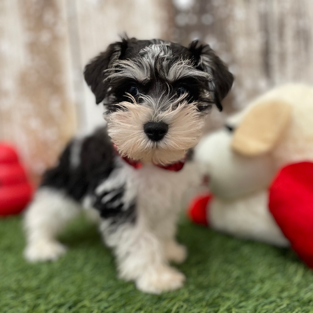 Male Miniature Schnauzer Puppy for Sale in Braintree, MA