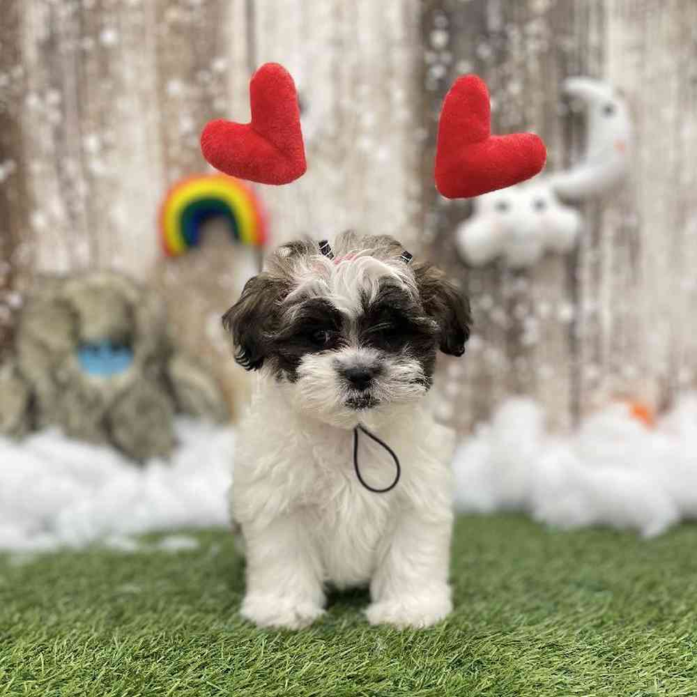 Male Shih-Poo Puppy for Sale in Braintree, MA