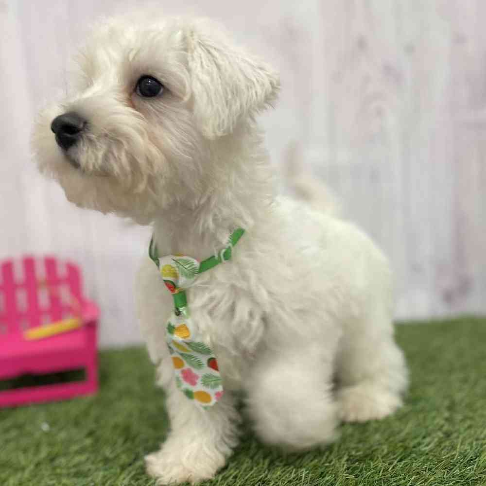 Male Chonzer (Bichon/Min Schnauzer) Puppy for Sale in Braintree, MA