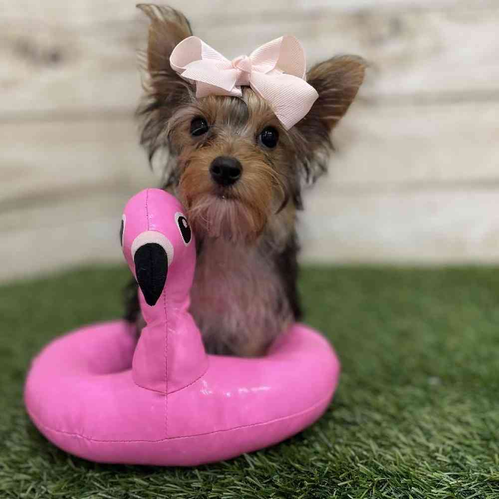 Female Yorkshire Terrier Puppy for Sale in Braintree, MA