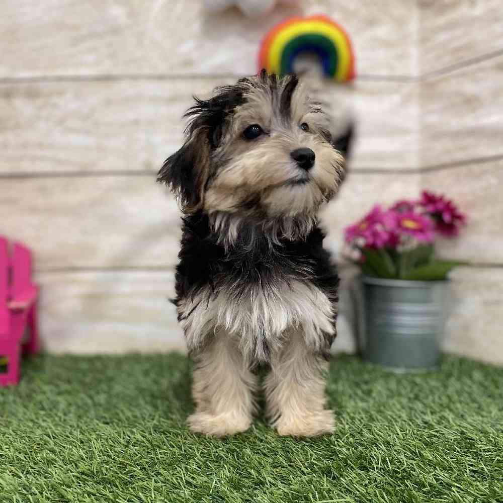 Female Morkie Puppy for Sale in Braintree, MA