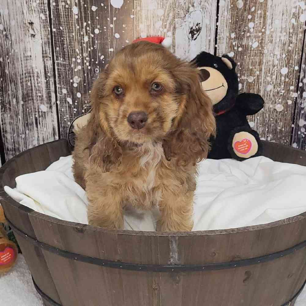 Male Cocker Spaniel Puppy for Sale in Saugus, MA