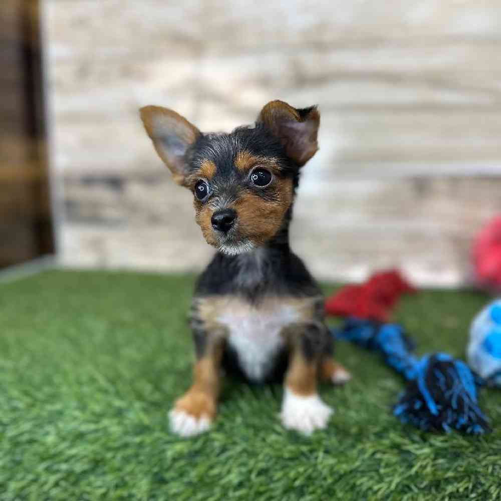 Male Chorkie Puppy for Sale in Saugus, MA