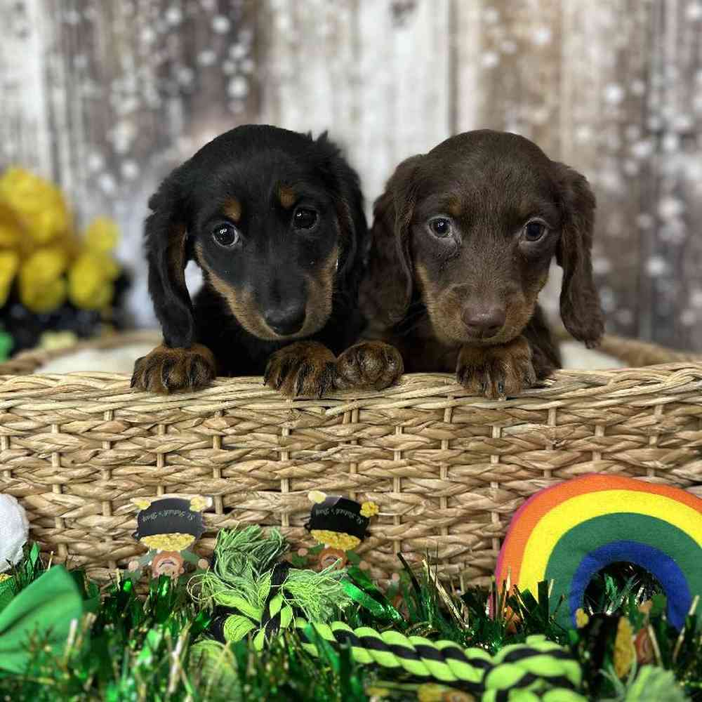 Male Dachshund Puppy for Sale in Saugus, MA