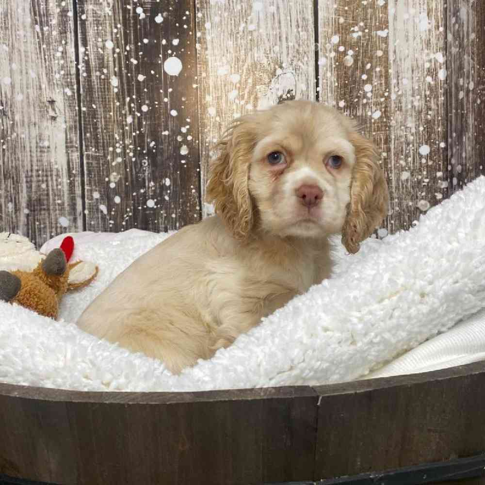 Female Cocker Spaniel Puppy for Sale in Saugus, MA