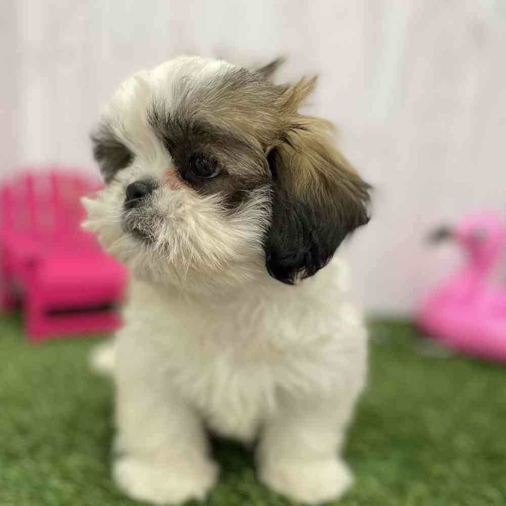 Male Shih Tzu Puppy for Sale in Braintree, MA