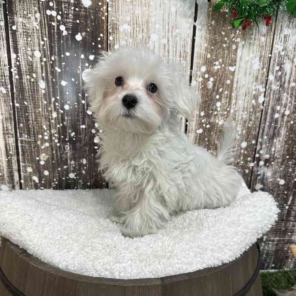 Male Maltese Puppy for Sale in Saugus, MA