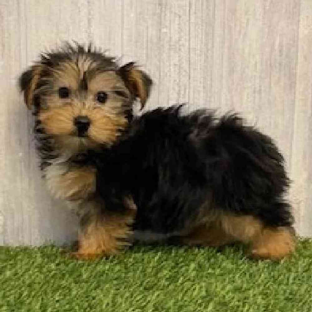 Male Yorkshire Terrier Puppy for sale