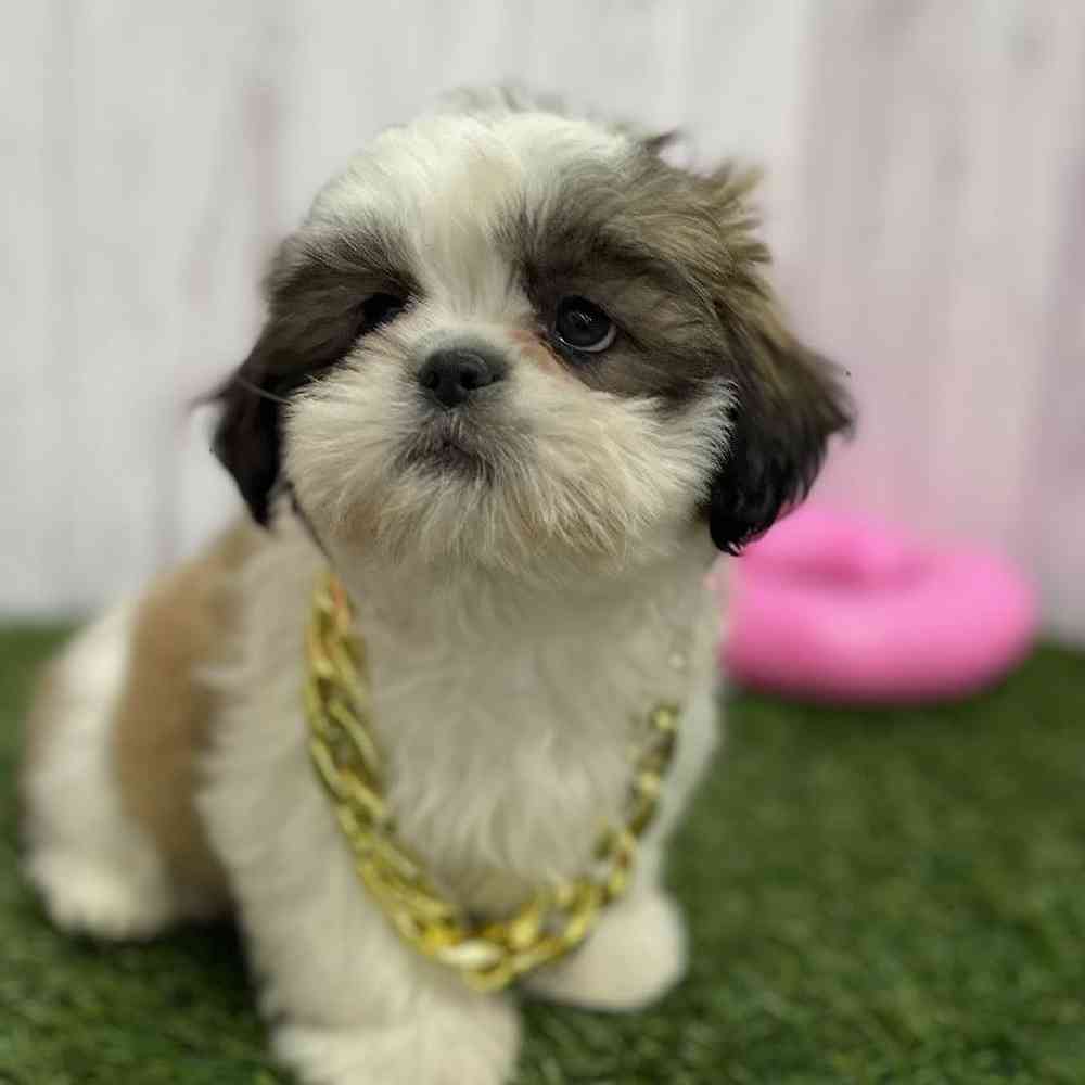 Male Shih Tzu Puppy for Sale in Braintree, MA