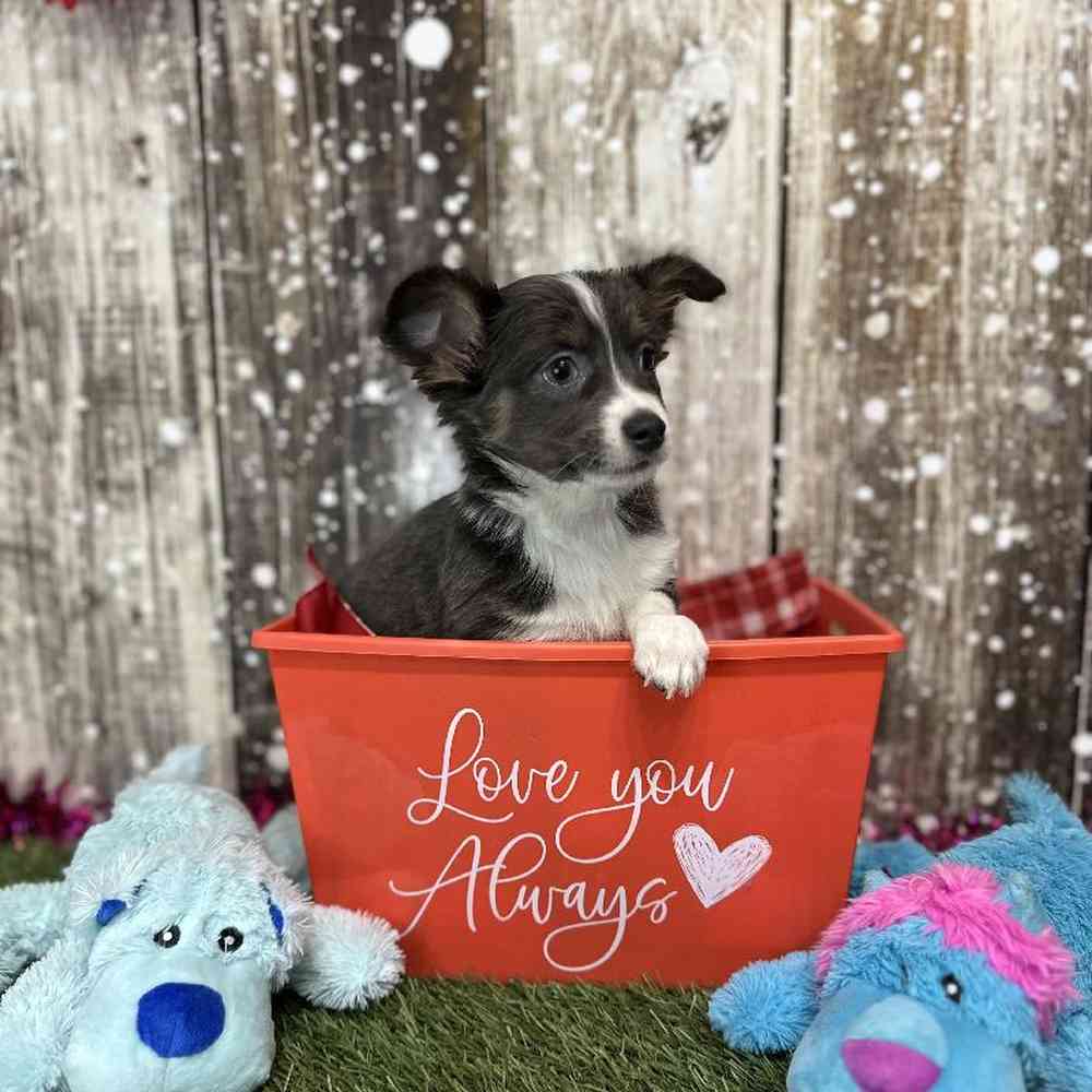 Male Chihuahua Puppy for Sale in Saugus, MA