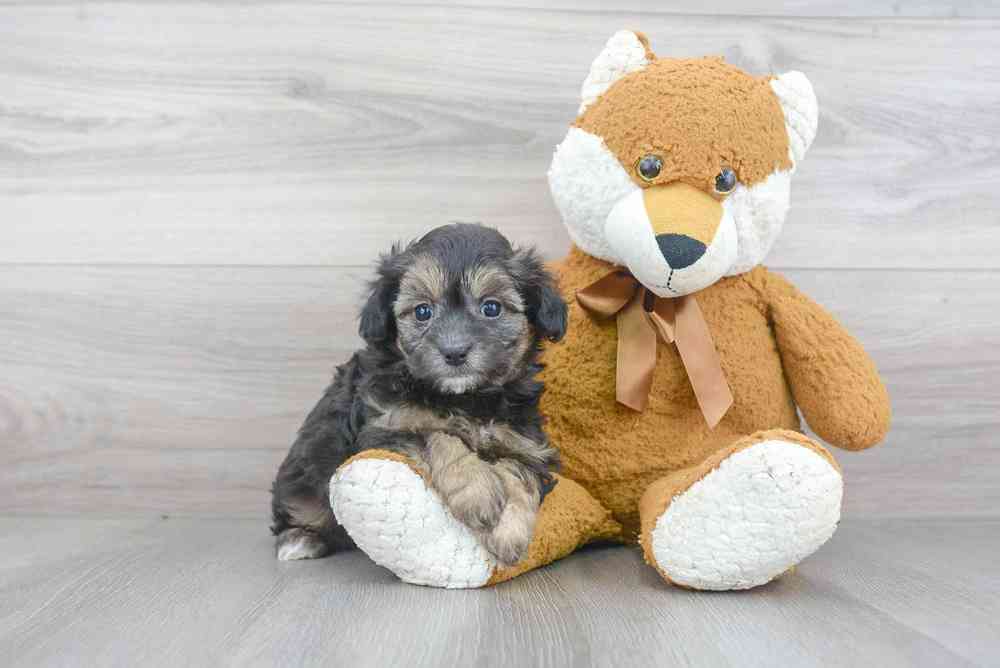 maltipoo-greta-4172140513250951.jpg