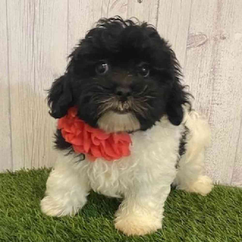 Female Shih-Poo Puppy for sale