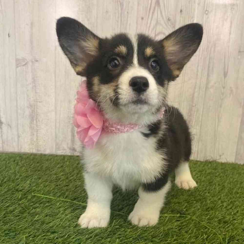 Female Pembroke Welsh Corgi Puppy for Sale in Saugus, MA