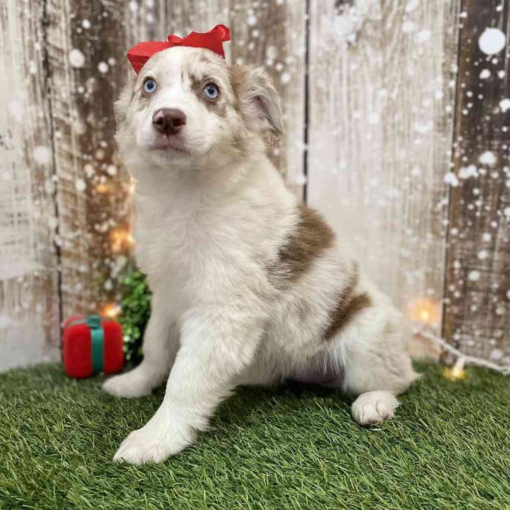 Female Miniature Australian Shepherd Puppy for Sale in Braintree, MA