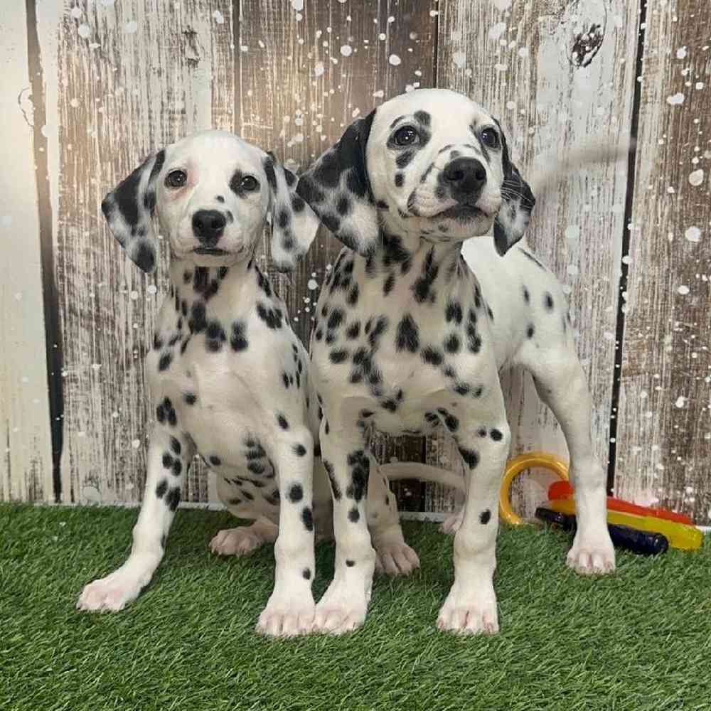 Male Dalmatian Puppy for Sale in Saugus, MA