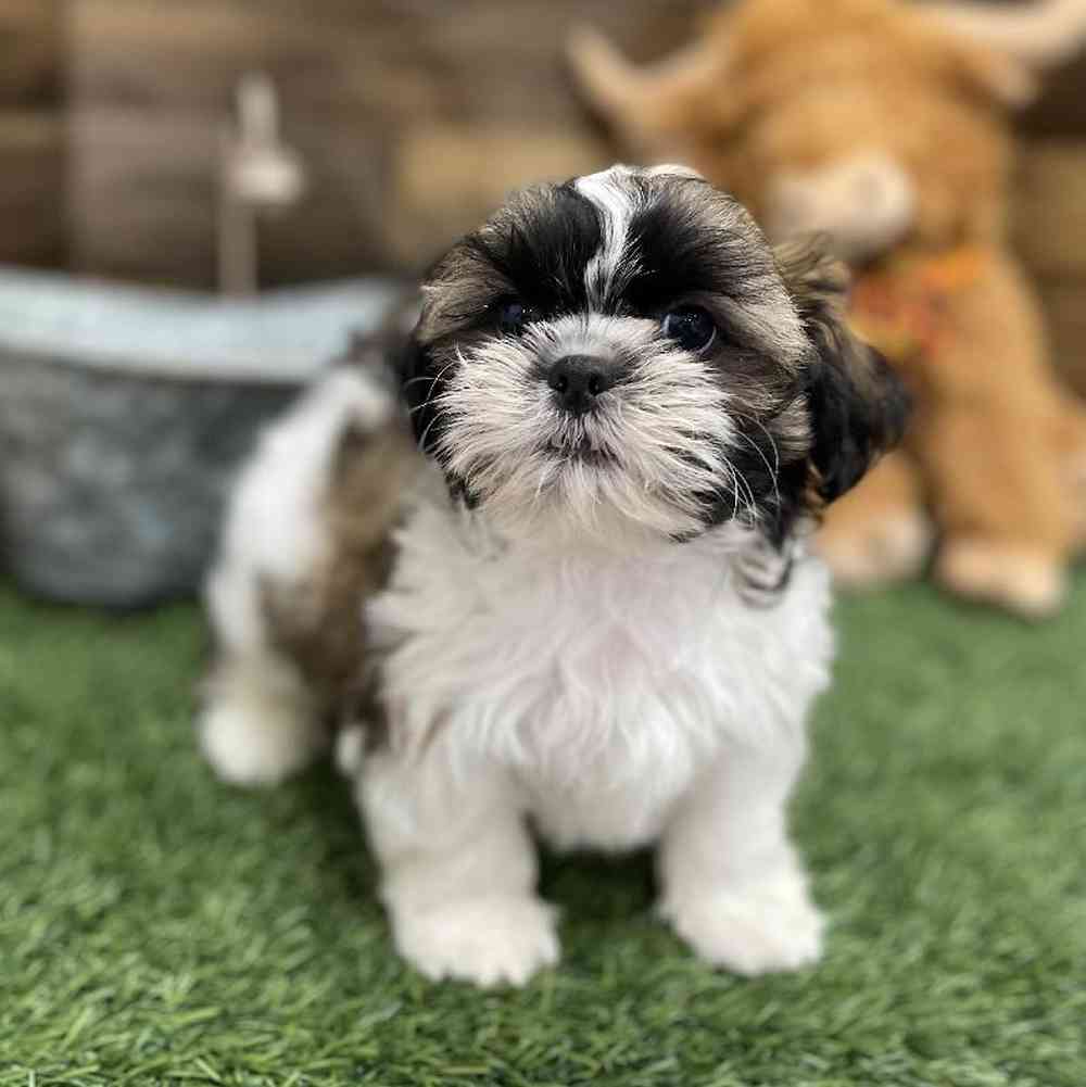 Male Shih Tzu Puppy for Sale in Braintree, MA
