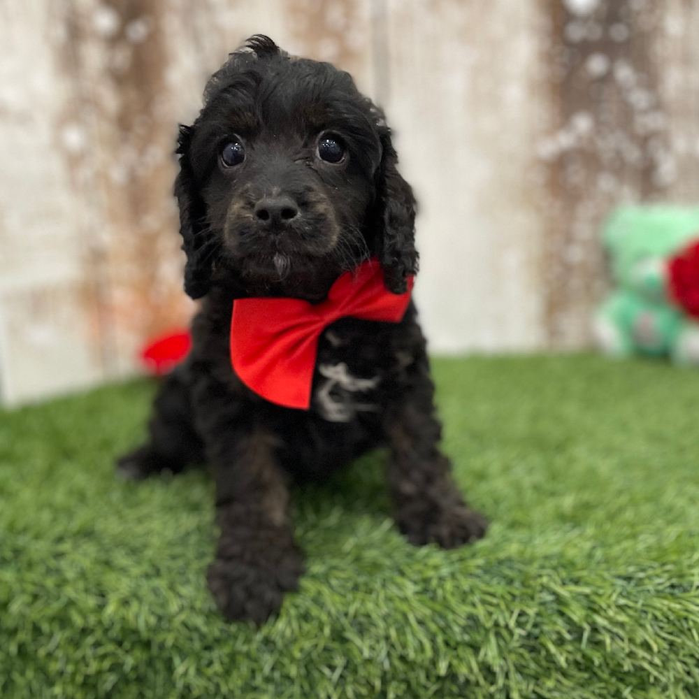 Male Cavapoo Puppy for Sale in Braintree, MA