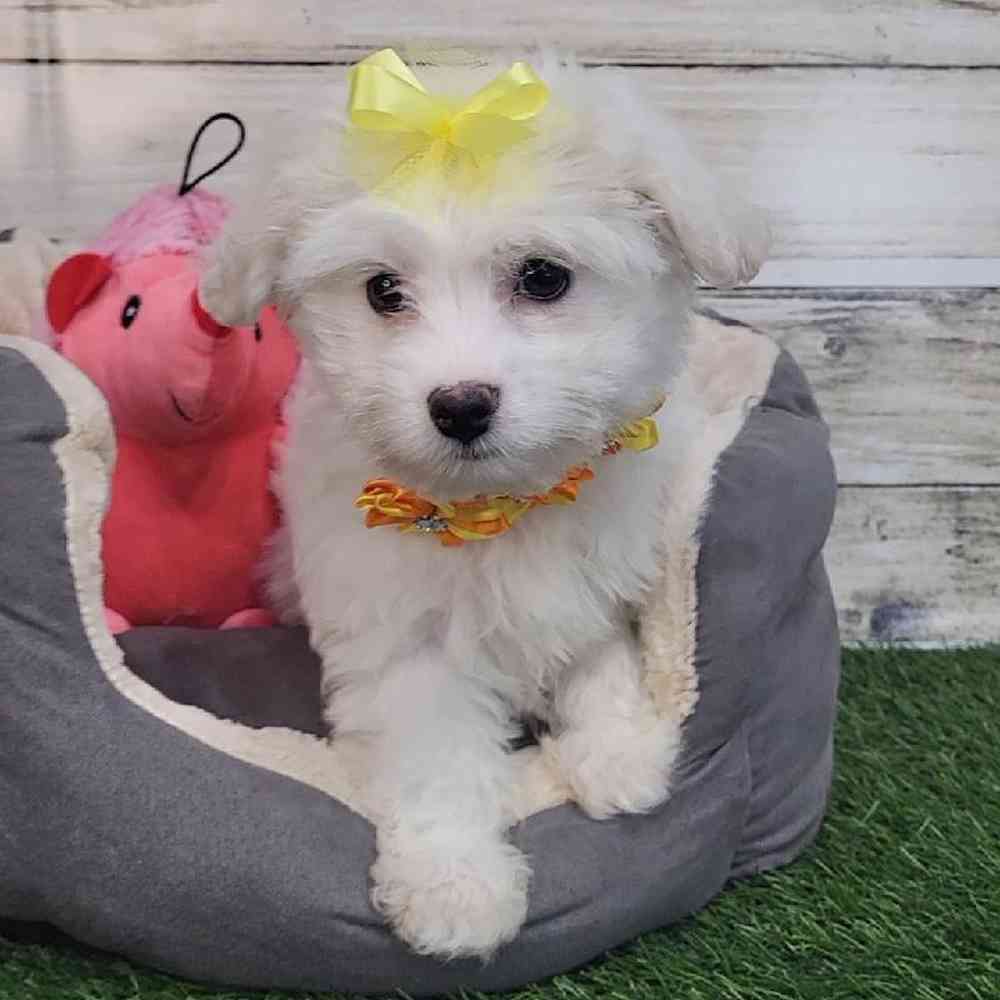 Female Coton De Tulear Puppy for Sale in Saugus, MA