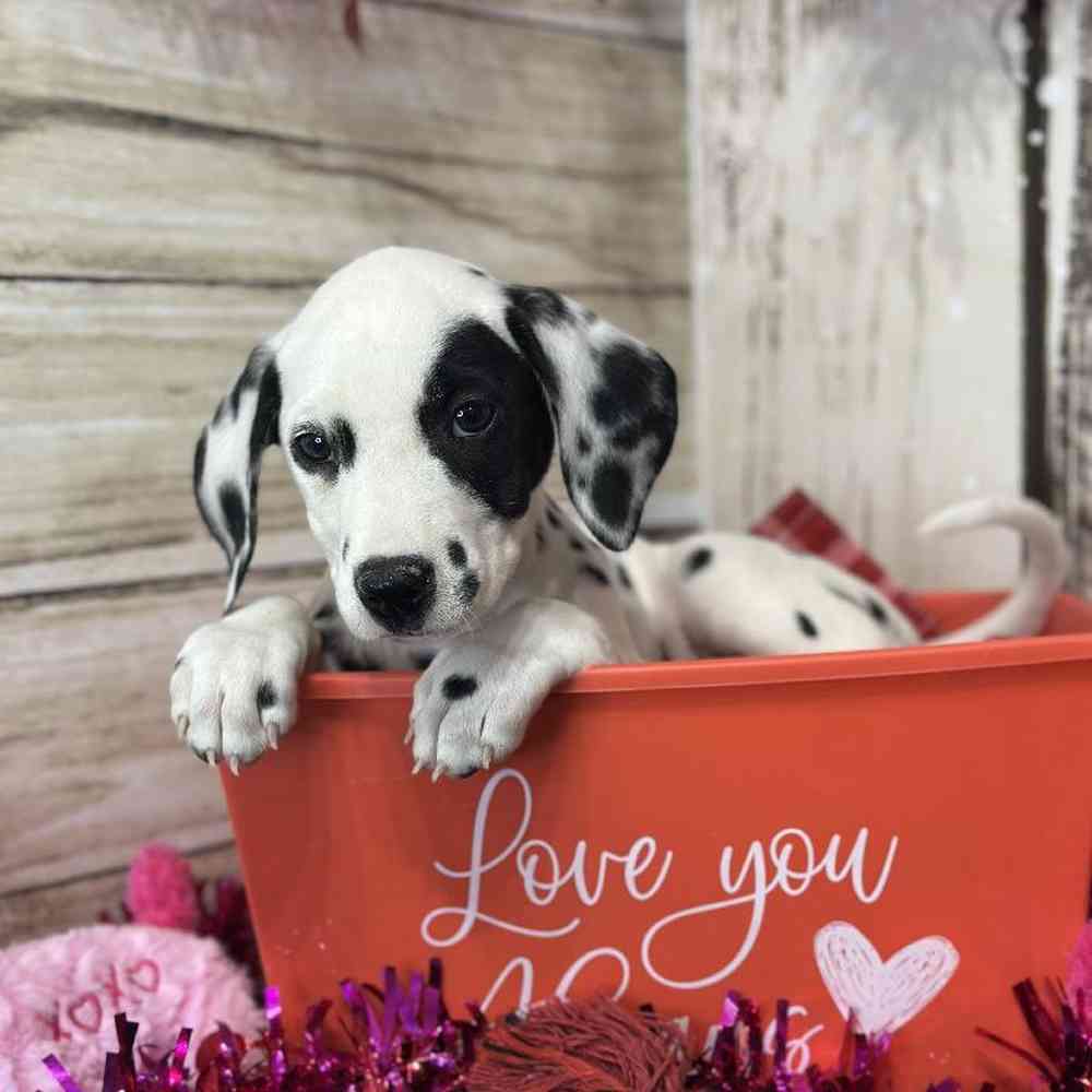 Female Dalmatian Puppy for Sale in Saugus, MA