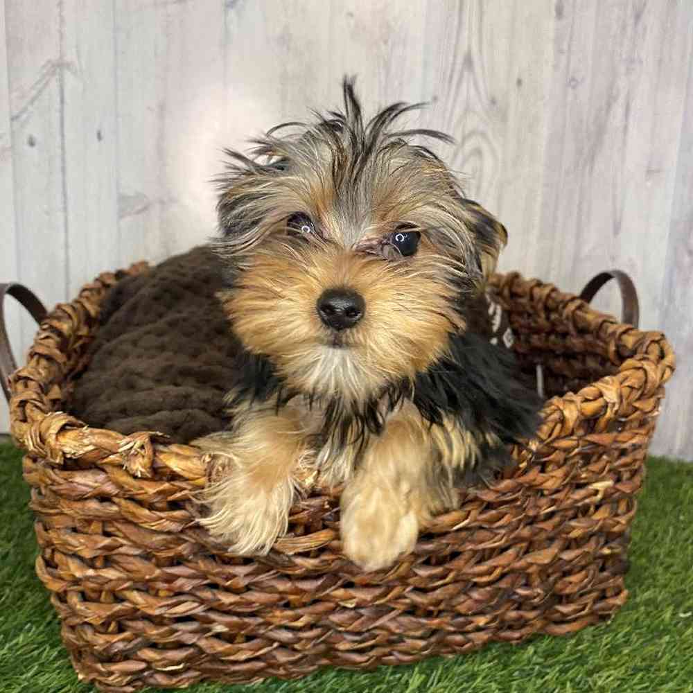 Male Yorkshire Terrier Puppy for Sale in Saugus, MA
