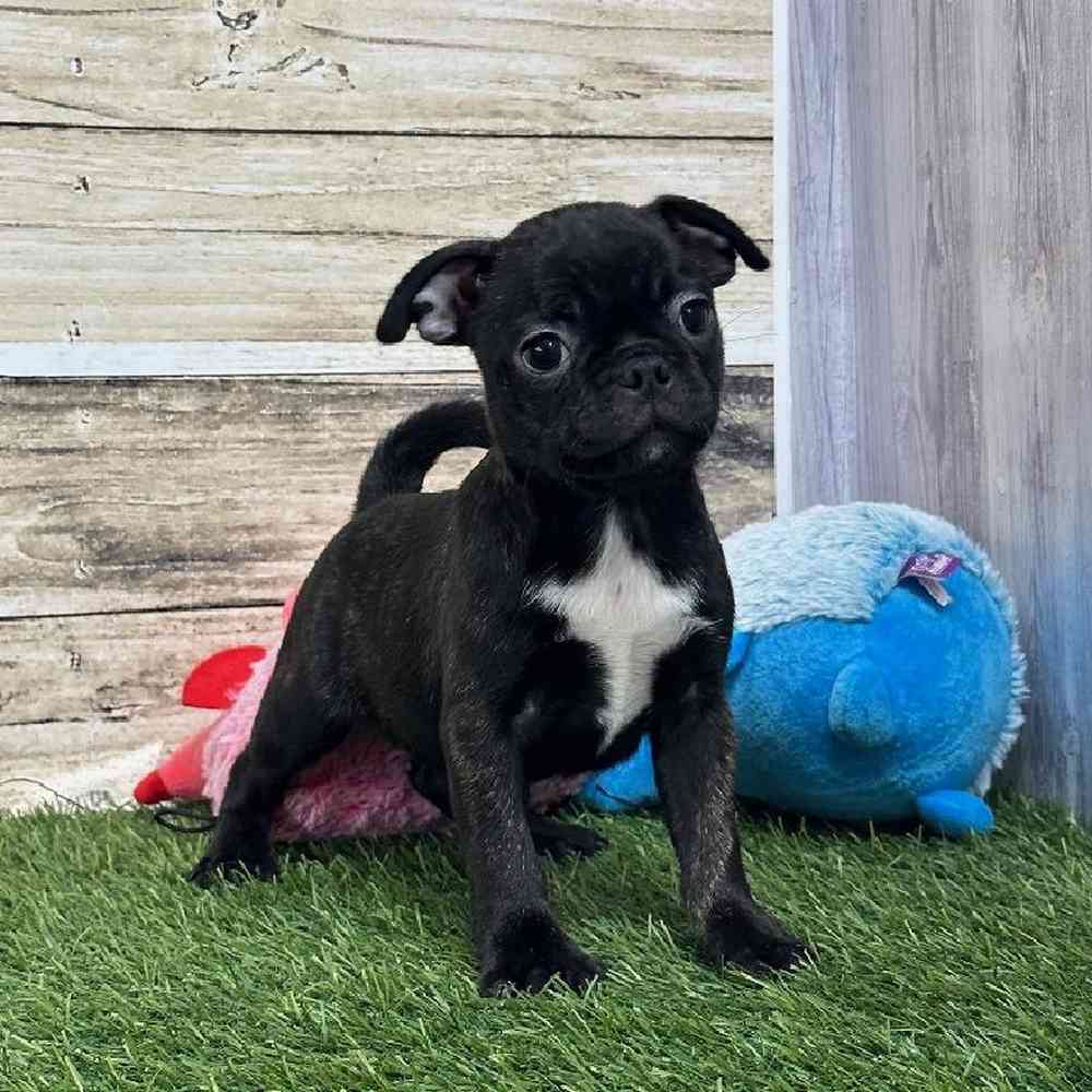Female Bugg Puppy for Sale in Saugus, MA