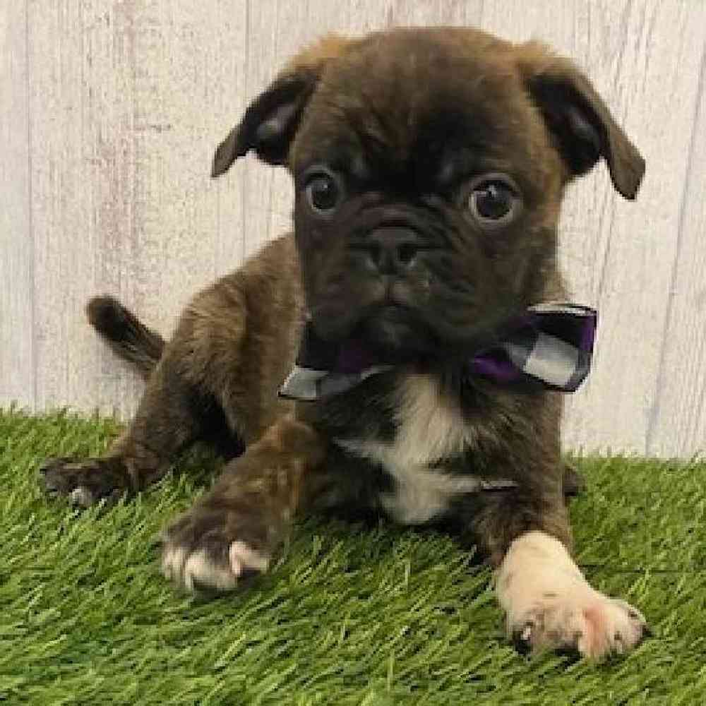 Male Bugg Puppy for sale