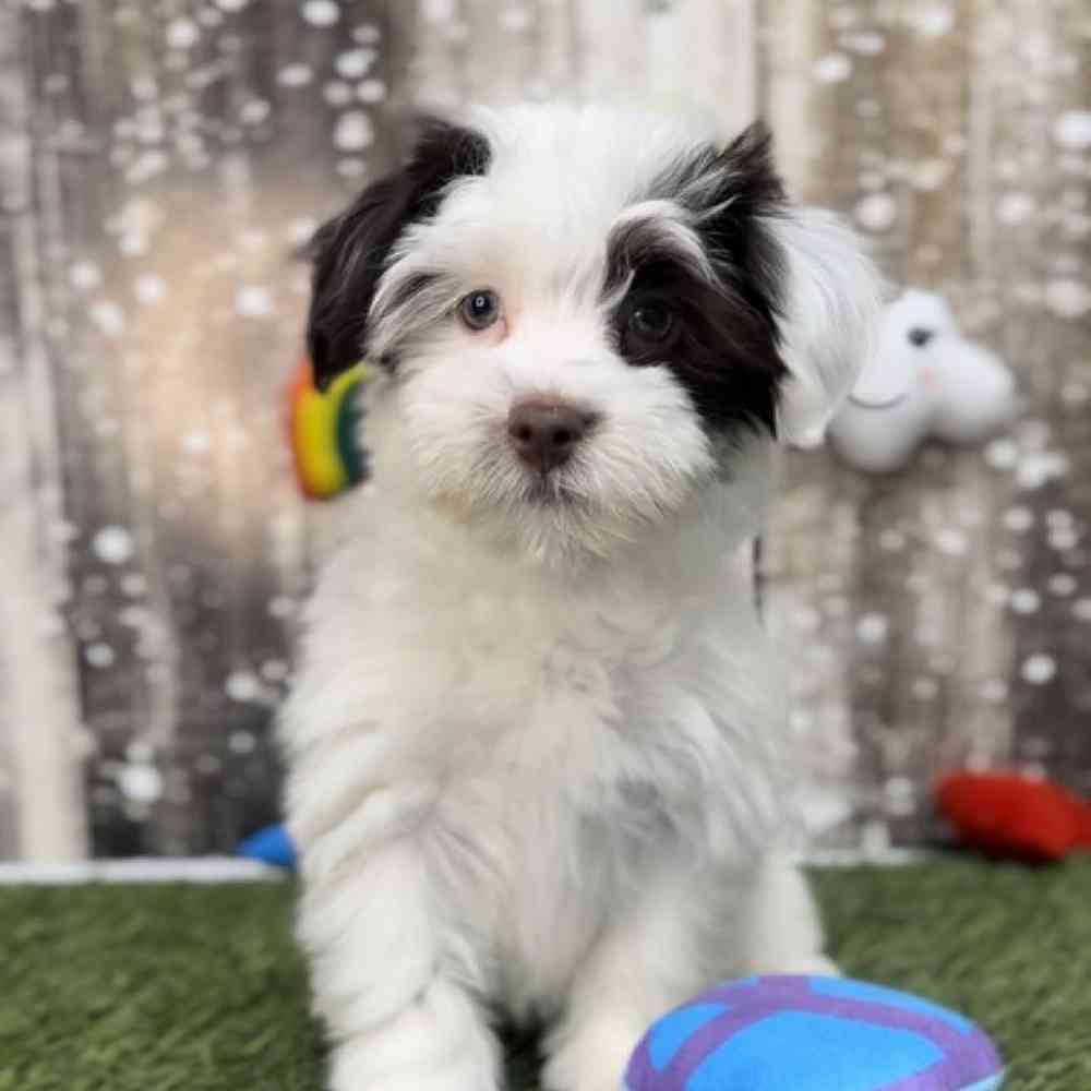 Male Havanese Puppy for Sale in Saugus, MA
