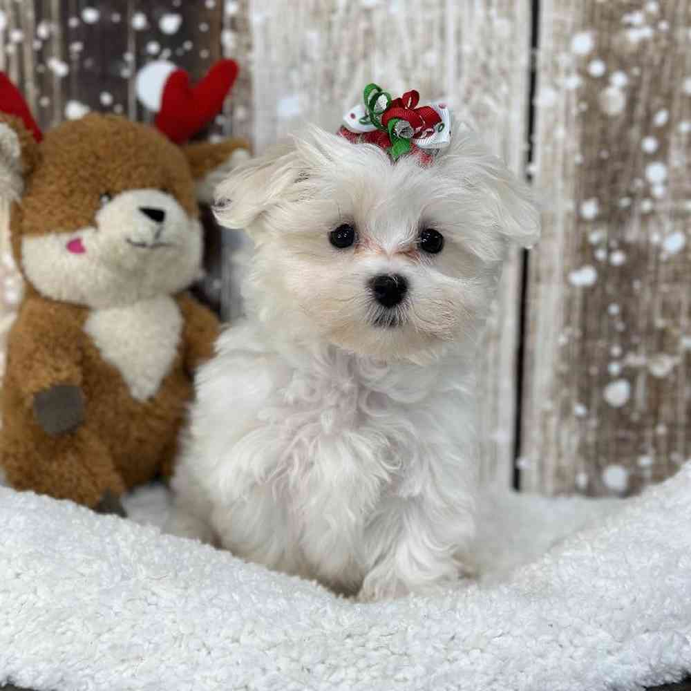Female Maltese Puppy for Sale in Saugus, MA