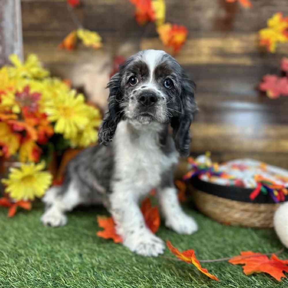 Male Cocker Spaniel Puppy for Sale in Saugus, MA