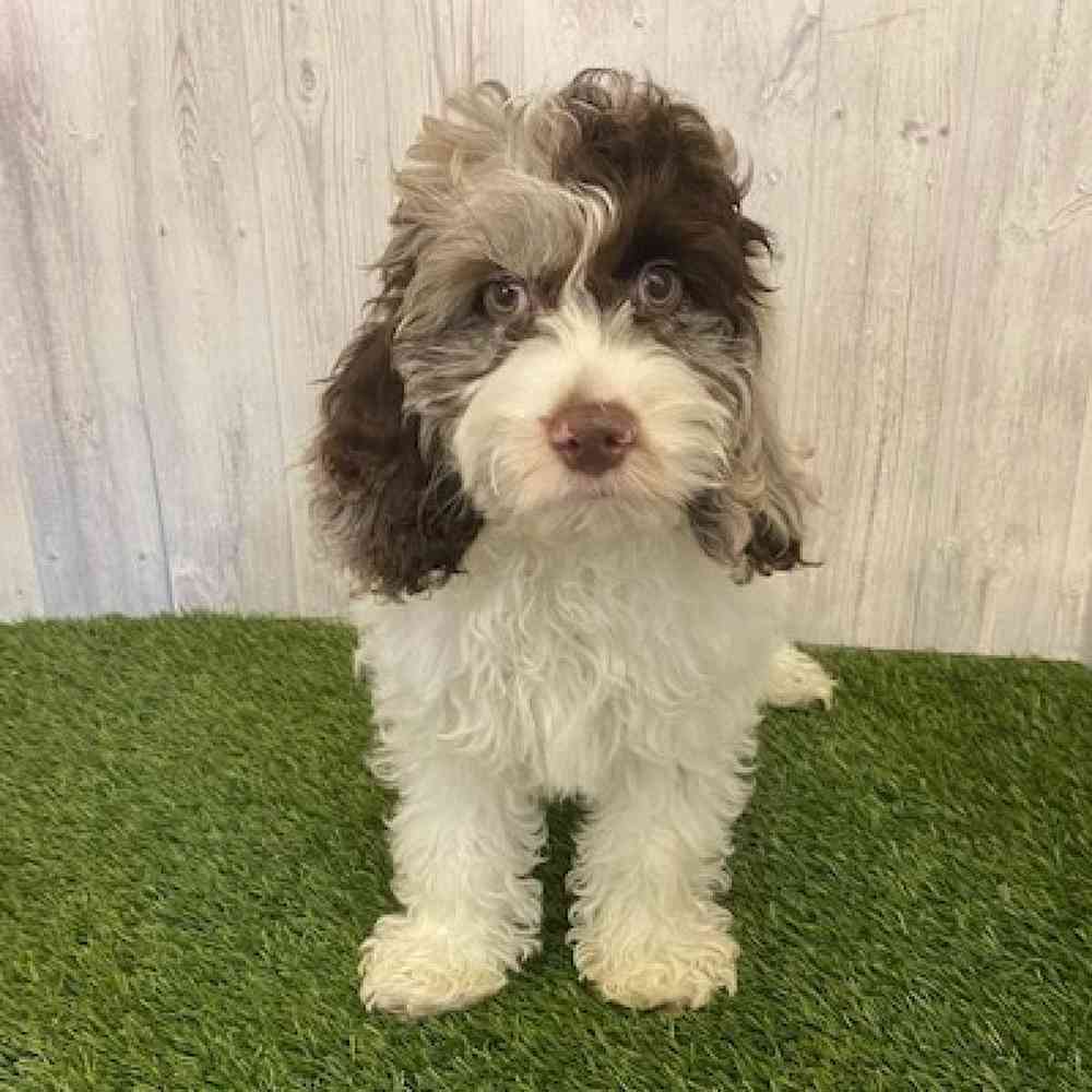 Male Cockapoo Puppy for sale