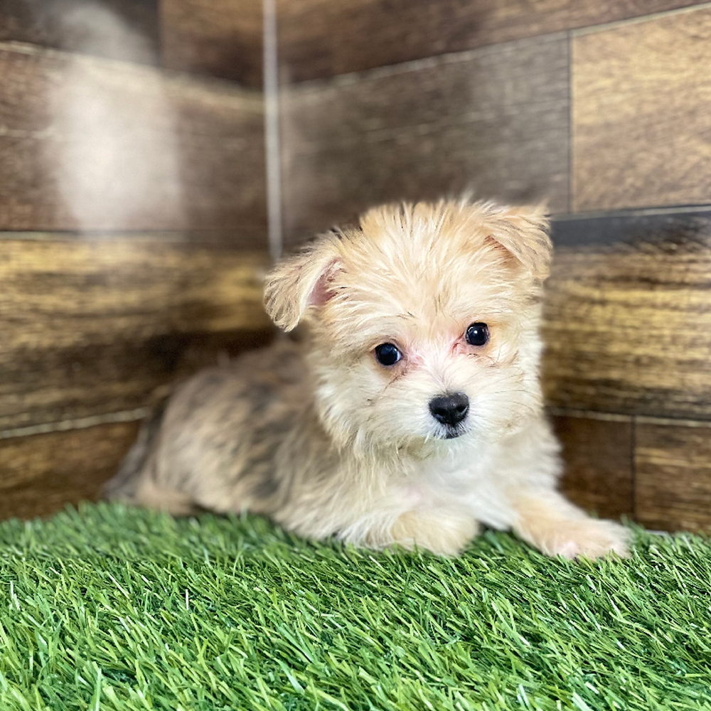 Male Morkie Puppy for Sale in Braintree, MA