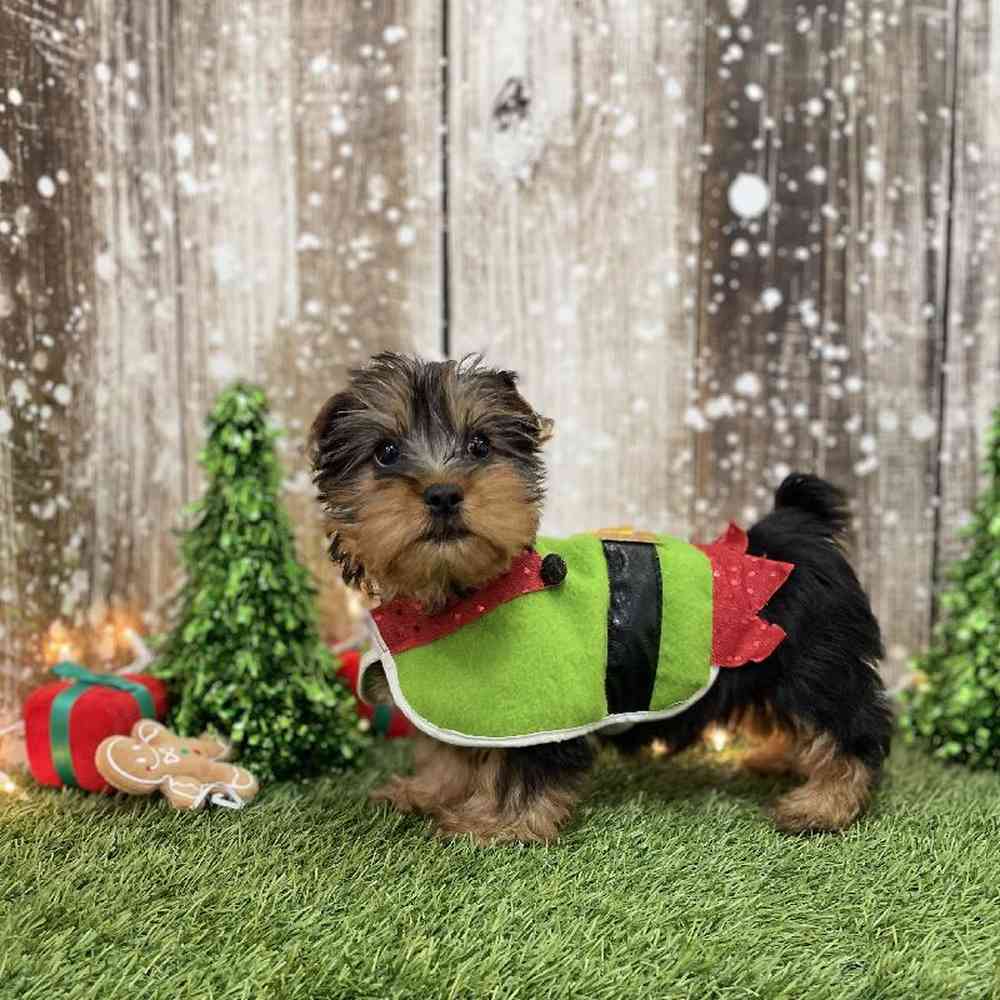 Male Silky Terrier Puppy for Sale in Braintree, MA