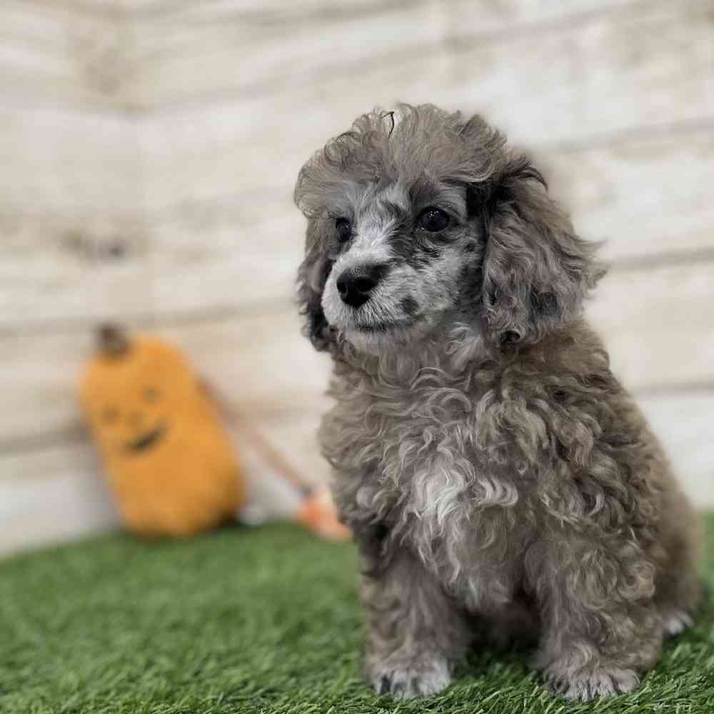 Female Poodle Toy Puppy for Sale in Braintree, MA